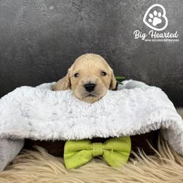 Buzz - Cream male Companion Cross puppy in Utah County, Utah from Big Hearted Breeders