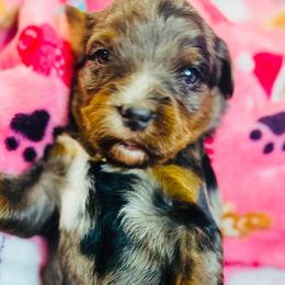 Celeste - Merle female Bernedoodle puppy in Sherman, Illinois from Shirl Doodle Life