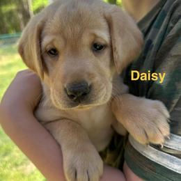 Daisy - Yellow female Labrador Retriever puppy in Rock Hill, South Carolina from North Star Retrievers
