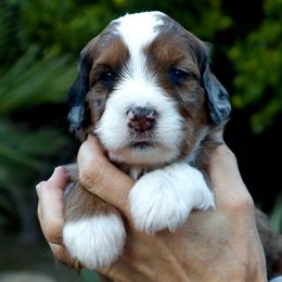 Bernedoodle Puppies from Palm Canyon Bernedoodles
