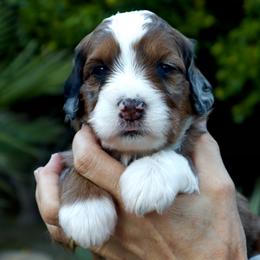 Bernedoodle Puppies from Palm Canyon Bernedoodles