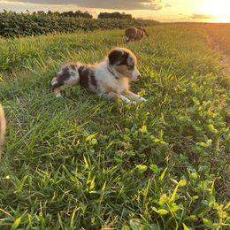 Australian Shepherd Puppies from Mud Path Australian Shepherds