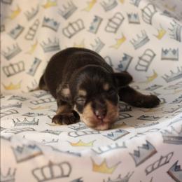Royal Duke of Lynchburg - Liver male Miniature Schnauzer puppy in Lynchburg, Tennessee from ROYAL PUPS - THRONEBERRY FAMILY FARMS