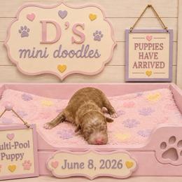 Girl 2 - Red  female Poodle puppy in Pawtucket, Rhode Island from Ds_minidoodles