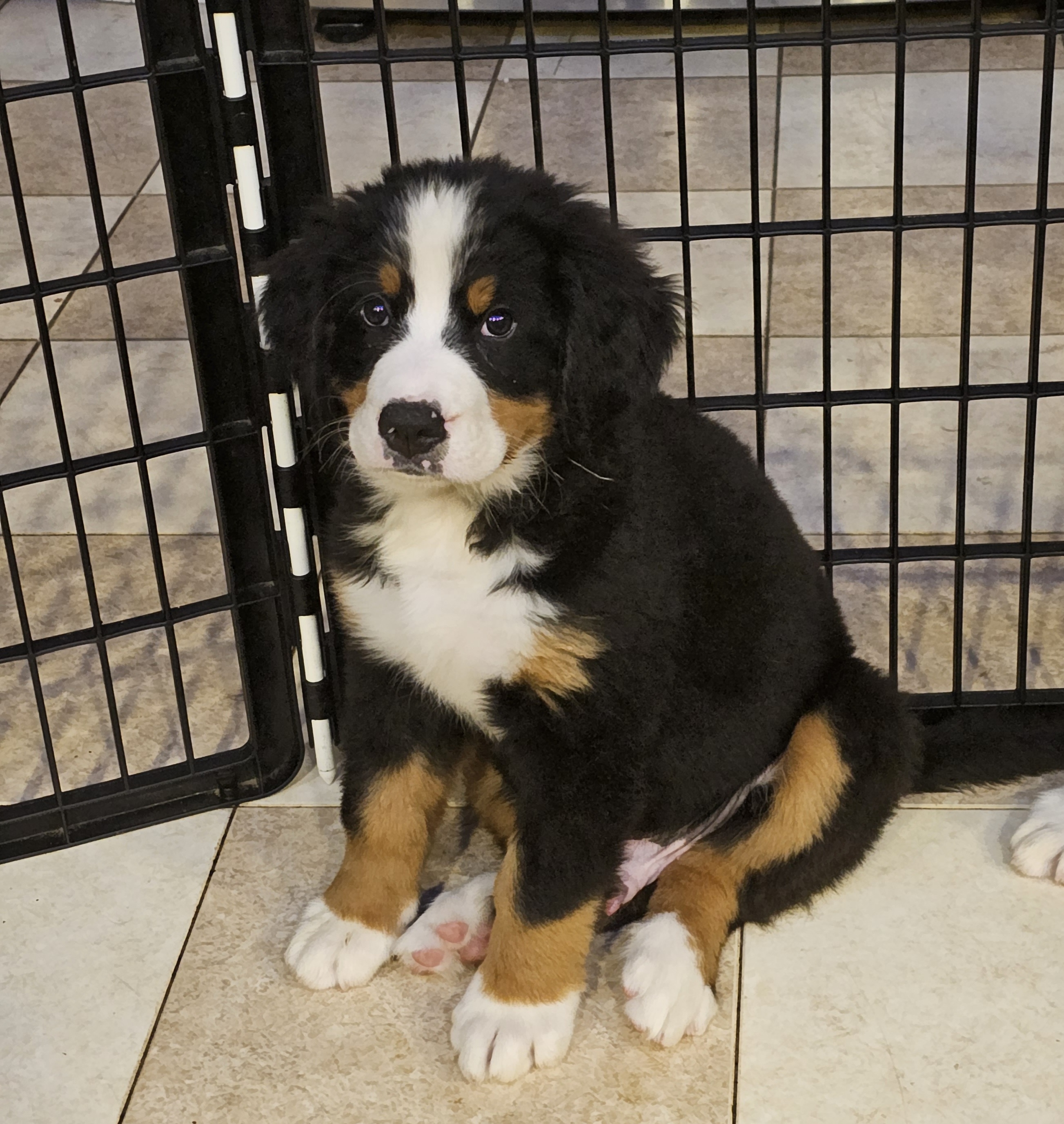 Tan boy - Black rust and white Bernese Mountain Dog puppy in Lecanto, Florida from DBDR Berners and Saints