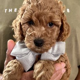 Goldendoodle Puppies from Ohio Valley Doodles
