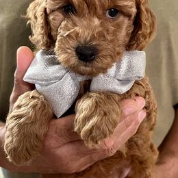 Goldendoodle Puppies from Ohio Valley Doodles