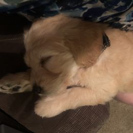 Goldendoodle Puppies from Plantation Puppies