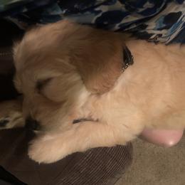 Goldendoodle Puppies from Plantation Puppies