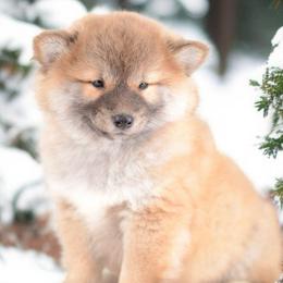 Boy 1 🩵 Red Wooly Boy - Red male Shiba Inu puppy in Neosho, Missouri from Sunny Terrace Shibas