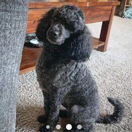 Betty lou - Poodle