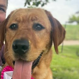 Labrador Retrievers and Poodles from Prodigy Therapy Dogs