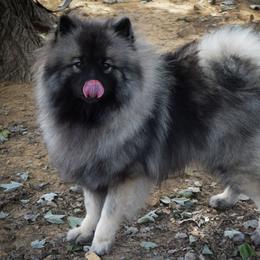 Kahlen - Keeshond
