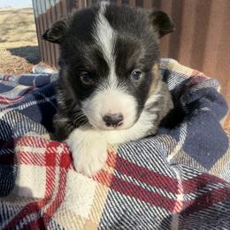 Cindy - Black and tan female Pembroke Welsh Corgi puppy in Bloomfield, Iowa from Beebe’s Corgis