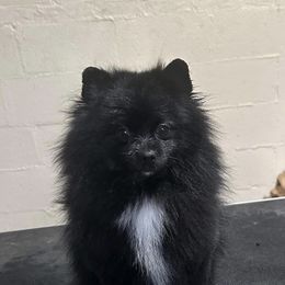 Shadow - Pomeranian