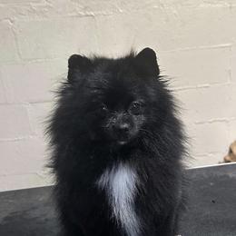 Shadow - Pomeranian