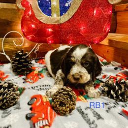RB1 - Tri-Roan male English Springer Spaniel puppy in Britton, South Dakota from K&S Canines