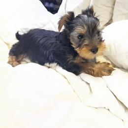 Pomeranian and Yorkshire Terrier Puppies from Coulter Creek Kennels