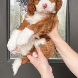 Bernedoodle and Cavapoo Puppies from Wonderful World Doodles