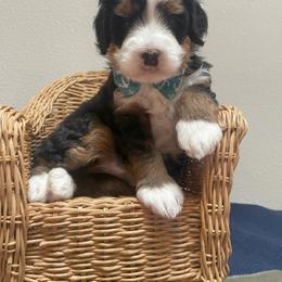 Bernedoodle Puppies from Myt fine doodles