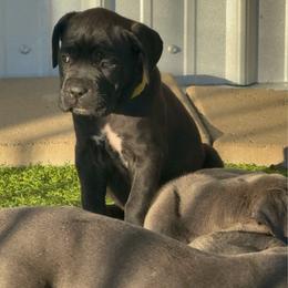 Yellow collar Black girl - Black female Cane Corso puppy in Nashville, Tennessee from Worldwide Kennels
