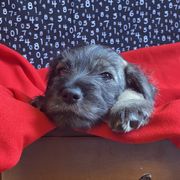Standard Schnauzer Puppies from Uhlan Standard Schnauzers