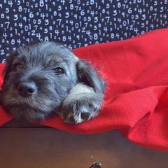 Standard Schnauzer Puppies from Uhlan Standard Schnauzers