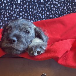 Standard Schnauzer Puppies from Uhlan Standard Schnauzers