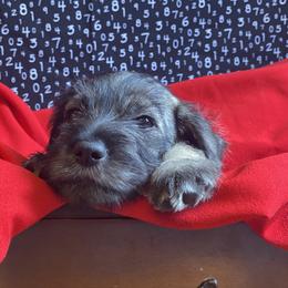 Standard Schnauzer Puppies from Uhlan Standard Schnauzers