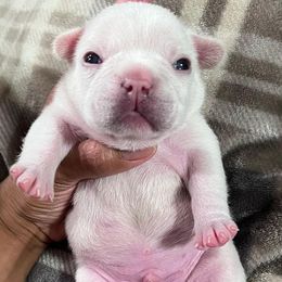 French Bulldogs from French Vanilla Frenchie Gang