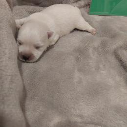 Green boy - White male West Highland White Terrier puppy in Macy, Indiana from Country Grove Breeding LLC