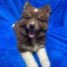 AKC Chestnut - Red and white male Siberian Husky puppy in Centreville, Maryland from Huskies By the Bay