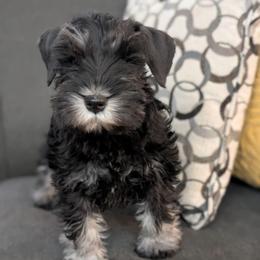 Sleighbell - Black and silver male Miniature Schnauzer puppy in Cody, Wyoming from Bliss Creek MTN Meadows