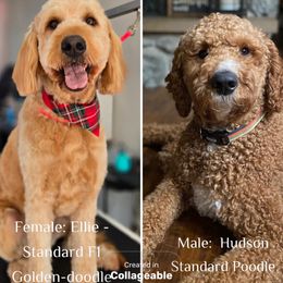 Goldendoodle puppies from 419 Goldendoodles