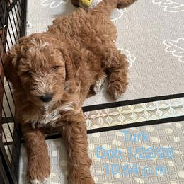 Goldendoodle Puppies from A&B Happybreeds