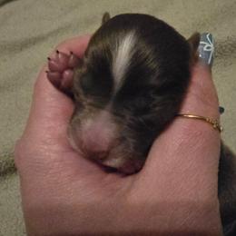 Orion - Red & white male Miniature Australian Shepherd puppy in Arlington, Texas from CopperHead Aussies