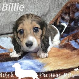 Billie - Cream female Dachshund puppy in Anamosa, Iowa from Melsh Precious Pets