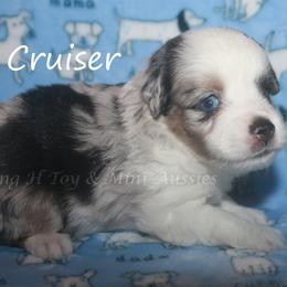 Cruiser - Blue merle male Toy Australian Shepherd puppy in Godley, Texas from Flying H Toy and Mini Aussies