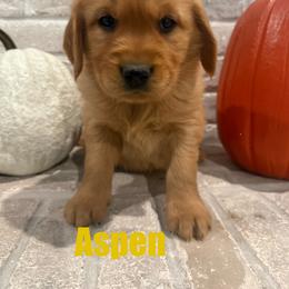 Girl 2 - Dark golden female Golden Retriever puppy in Rexburg, Idaho from Teton View Golden Retrievers
