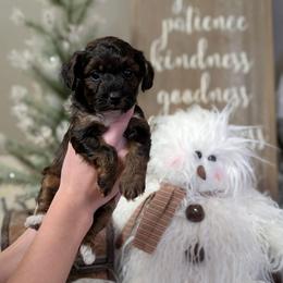 Jingle - Black and tan male Yorkipoo puppy in Coshocton, Ohio from Forever Family Puppies