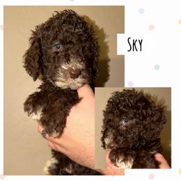 Sky - Phantom male Poodle puppy in Surprise, Arizona from Oh Doodles Doodlery