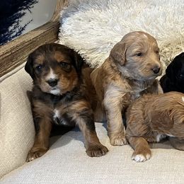 Assorted Doodle Crosses, Goldendoodle, and Poodle Puppies from Kava Kennels