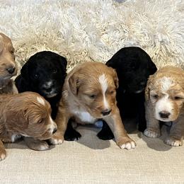 Assorted Doodle Crosses, Goldendoodle, and Poodle Puppies from Kava Kennels