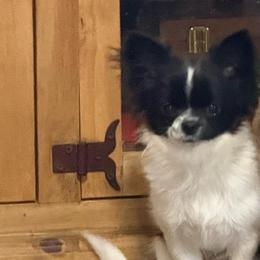 Bear - Chihuahua