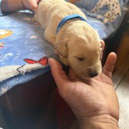Mr. Dark Blue - Golden male Golden Retriever puppy in Vesuvius, Virginia from South River Retriever's
