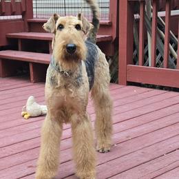 Maya - Black and tan female Airedale Terrier puppy in Willow Spring, North Carolina from Reydaleterrydale Airedales