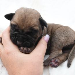 Cash - Fawn male Bullmastiff puppy in Chickasha, Oklahoma from Rustic Lace
