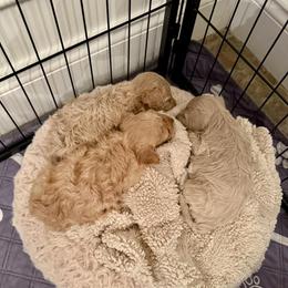 Maltipoo, Poodle, and Shihpoo Puppies from Doodle Lane - Toy Doodles Alabama