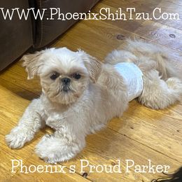 Parker - Shih Tzu
