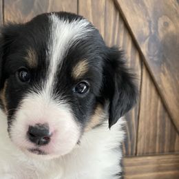 Lilly - Black white and tan Old Time Scotch Collie puppy in Mars Hill, North Carolina from Brambly Mountain Farm